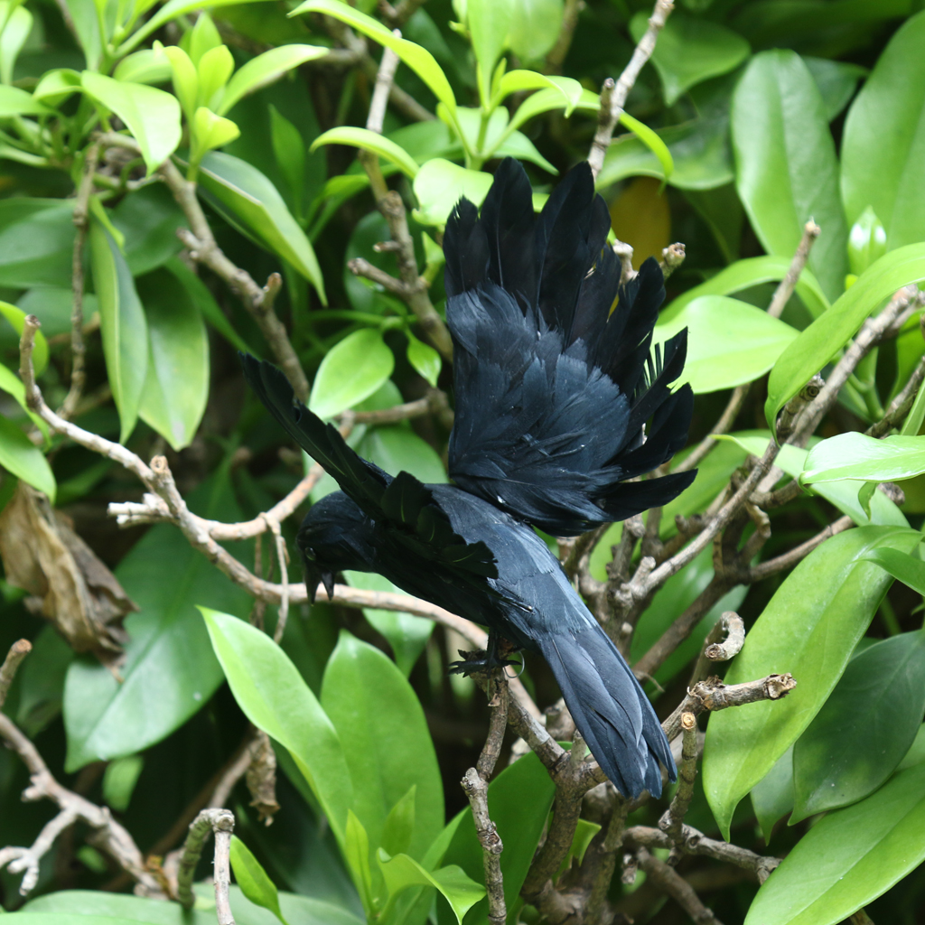 Artificial Garden Flying Crow Statue Decor for Hunting Decoy /Halloween Prop 