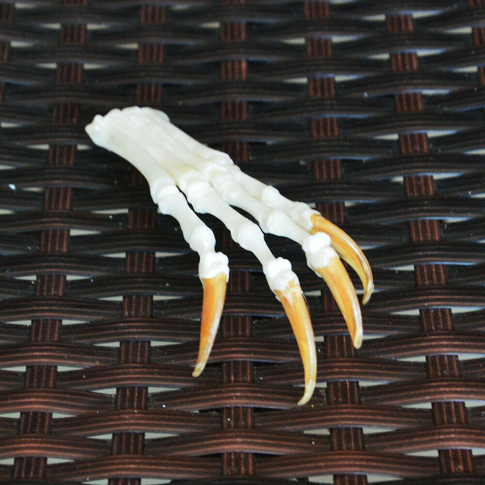 Real Fox Claw/ Real Animal Claw/ Real Bone/ Decoration/Cool Gift/ New/ 