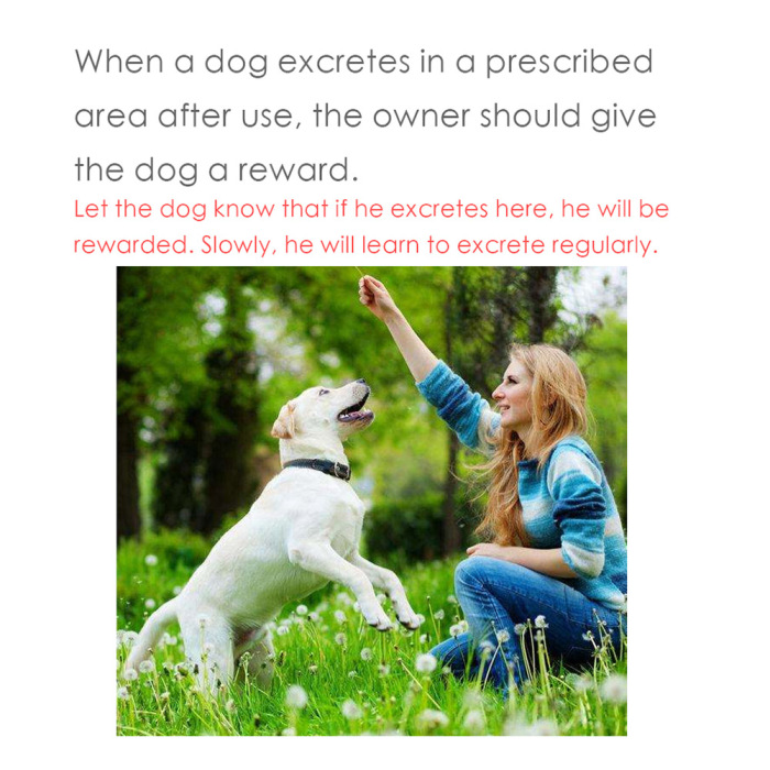 of a conditioned reflex is used to teach dogs to excrete at a