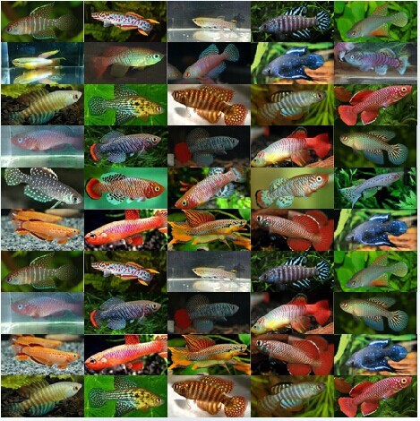 2019 magic fish high