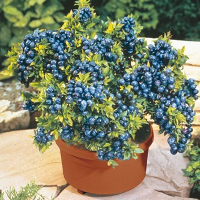 blueberry tanaman beli murah blueberry tanaman lots from blueberry tanaman beli murah blueberry tanaman lots from
