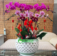 phalaenopsis orchid plant, free phalaenopsis seeds Indoor planting flowers 100seeds