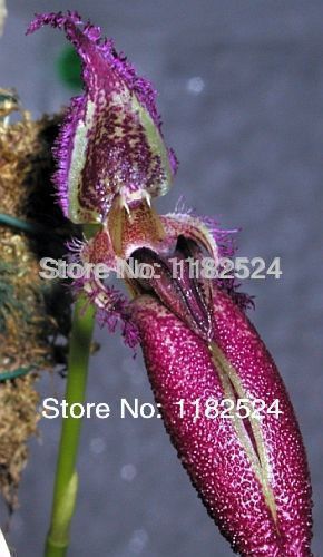 100 SEEDS - Bulbophyllum longissimum putidum - Pha...