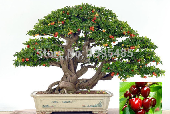 promotion today Upscale Indoor Plants Need Fruit ...
