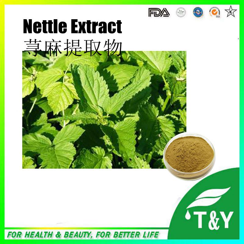 2015 New Arrival Natural Stinging Nettle Extract / Urtica Cannabinaa L. with Beta Sitosterol 400g/lot