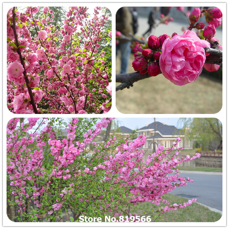 Promoción de Árboles De Ciruela China - Compra Árboles De Ciruela China