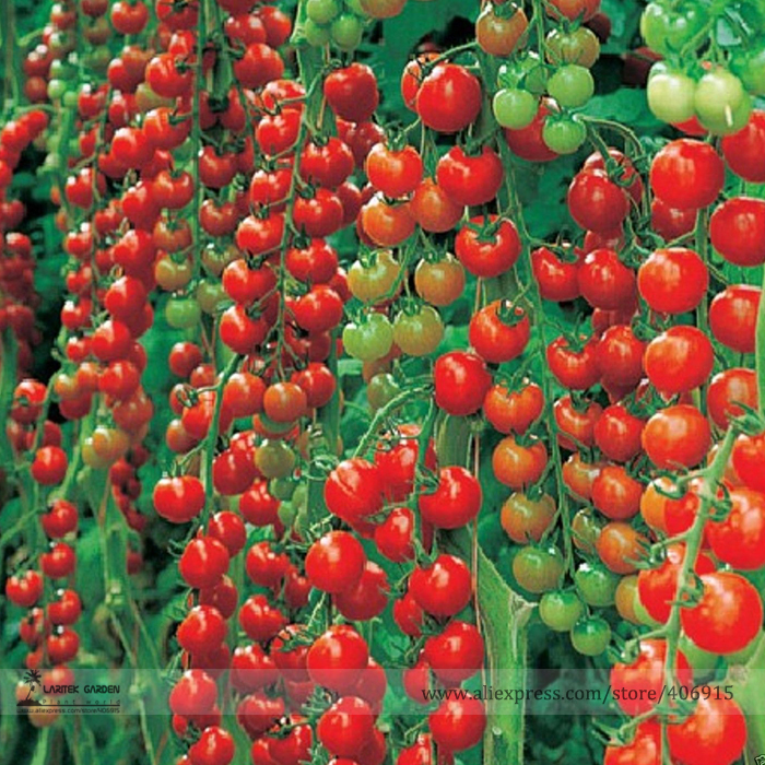 Very Very Rare Dolce Vita Organic Tomato Seeds, Professional Pack, 100 Seeds / Pack, Tasty Beautiful Tomato E3155