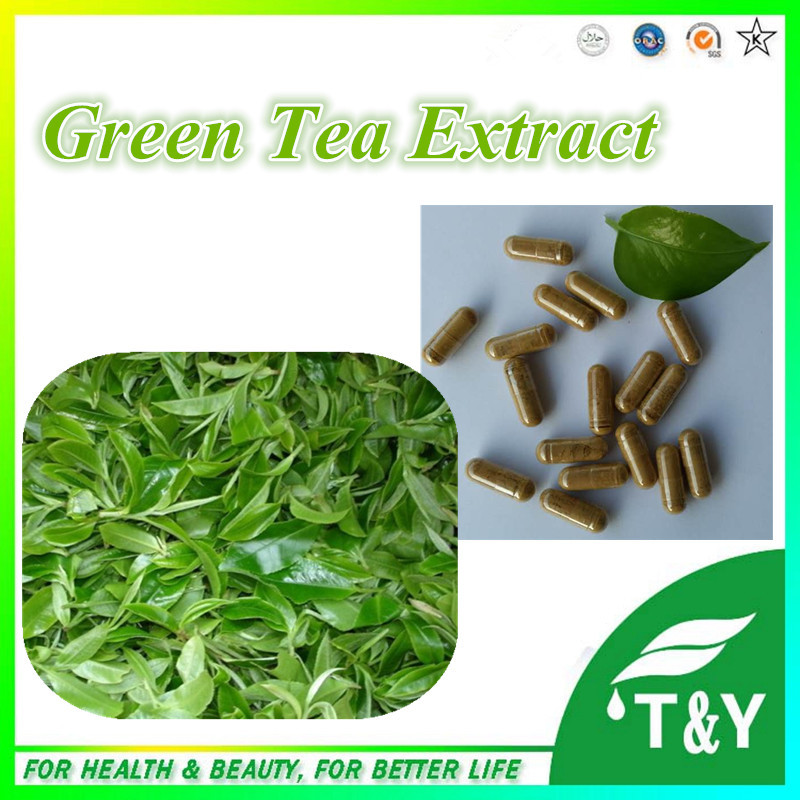 Online Buy Wholesale green tea plants for sale from China
