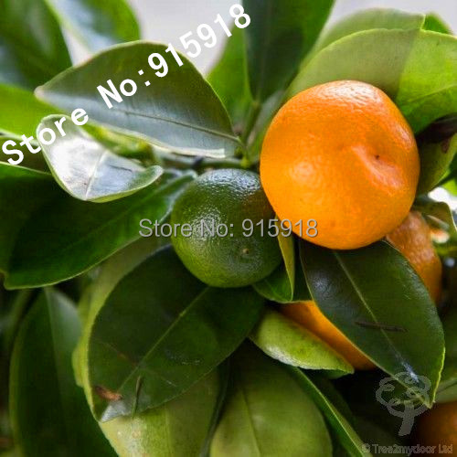 20pcs Edible Fruit Mandarin Bonsai Tree Seeds Citrus Bonsai Mandarin Orange Seeds