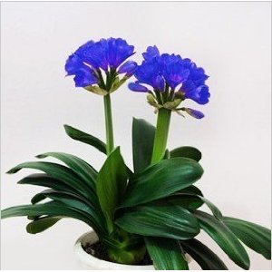 blue color Beautiful Chinese clivia seeds plants bonsai garden flower