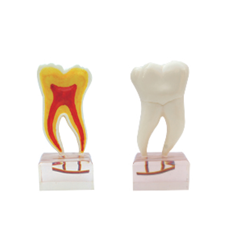 6 Times Anatomy Teeth Model for dental materials lab laboratory dental technician
