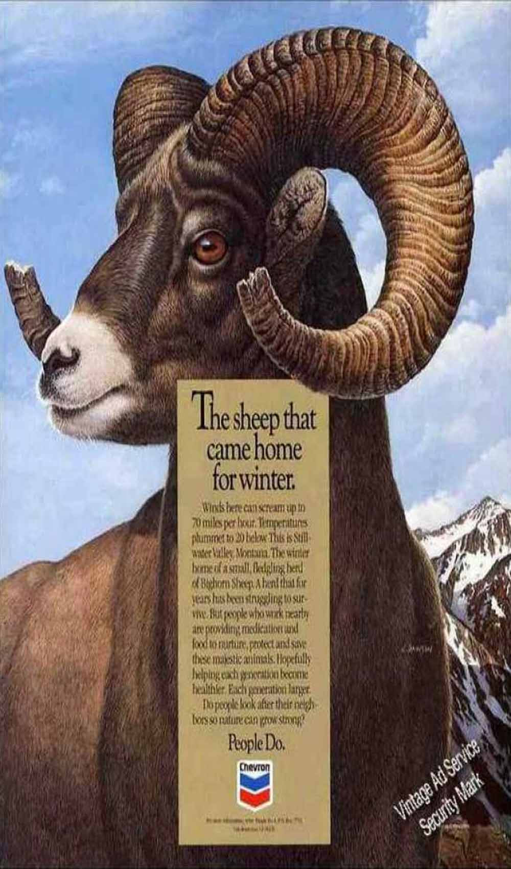 goat sheep-002