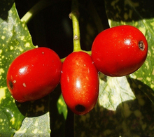  120g Goji Berries SexTea Pperfumes Original Women Wolfberry Lycium Barbarum Herbal Tea Supplements Nutrition Medlar