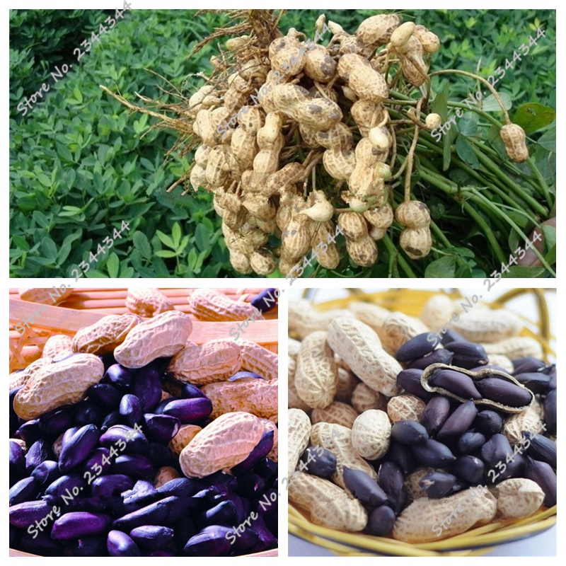 peanut fruit promotion shop for promotional peanut fruit peanut fruit promotion shop for promotional peanut fruit