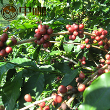 M high 1500 coffea arabica beans 50 bags coffee powder