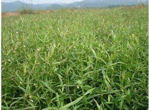 1000g natural plant extract powder  Herba Hedyotis extract Hedyotis diffusa extract Oldenlandia extract