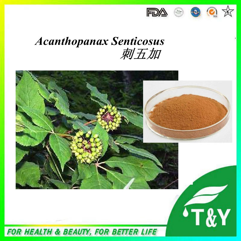 china supplier acanthopanax senticosus extract Siberian Ginseng extract 800g/lot
