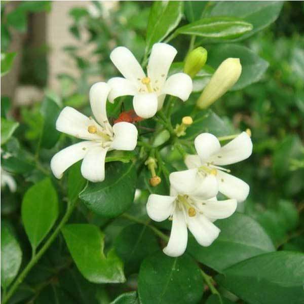 40pcs White Daphne Odera Seeds Indoor Bonsai Plant | barmanner 40pcs white daphne odera seeds indoor bonsai 40pcs White Daphne Odera Seeds Indoor Bonsai Plant | barmanner 40pcs white daphne odera seeds indoor bonsai