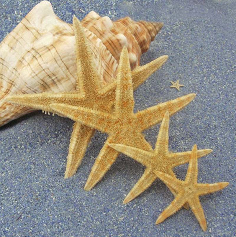 A&a decor sea star compra lotes baratos de a&a decor sea ...