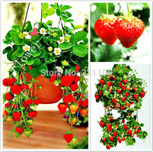 200 Hanging Strawberry Seeds — Real & Fresh Seeds, Sweet & Juicy, DIY Home Garden, Free Shipping