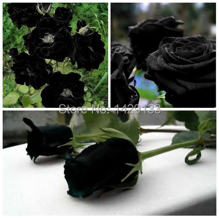 Spedizione-gratuita-cina-rare-black-rose-fiore-semi-150-pz-di-alta-qualit%C3%A0-facile-da-piantare.jpg