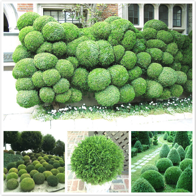 20 juniper balls potted flowers purify the air absorb harmful gases DIY home garden plant very