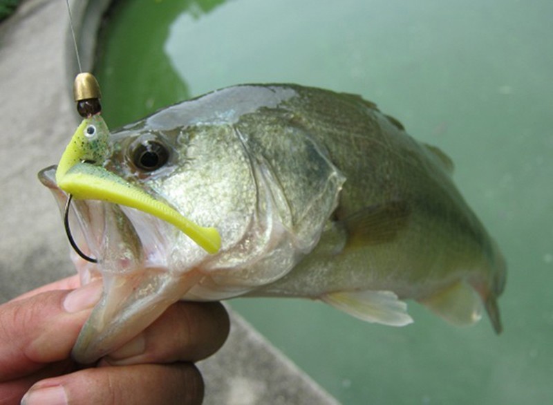 Trulinaoya  Soft Fish 09