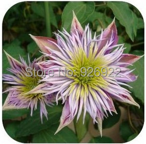Clematis Hybridas clematis seed clematis flowers mix color 200 pieces bag