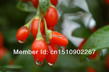 20 Buy one get one goji berry The king of Chinese wolfberry medlar bags in the