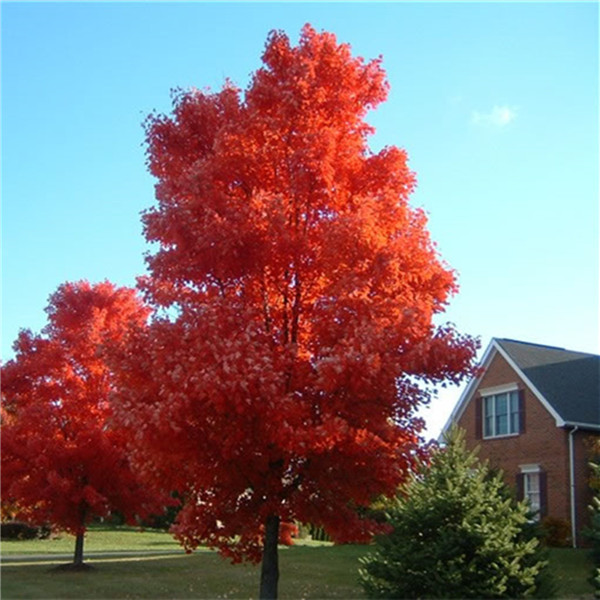 maple tree price get cheap scarlet maple aliexpress alibaba maple tree price get cheap scarlet maple aliexpress alibaba