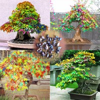 Exclusive-sales-rainbow-maple-seeds-rare-Bonsai-Tree-Plants-Pot-Suit-for-home-garden-100pcs-bag.jpg_200x200