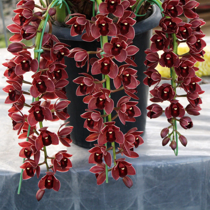 100 PCS Dark Red Chinese Cymbidium Orchid Flower Seeds Indoor Potted Flowers Seeds Cicada Orchid Seeds