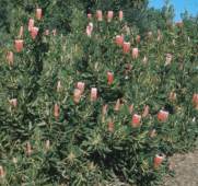 Protea neriifolia bush
