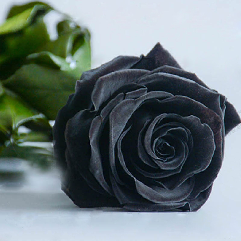 Black Rose 71