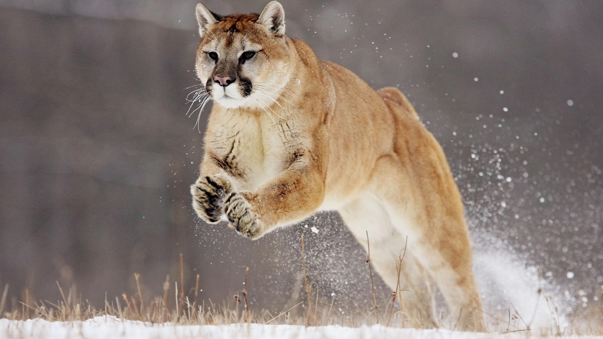 running puma animal