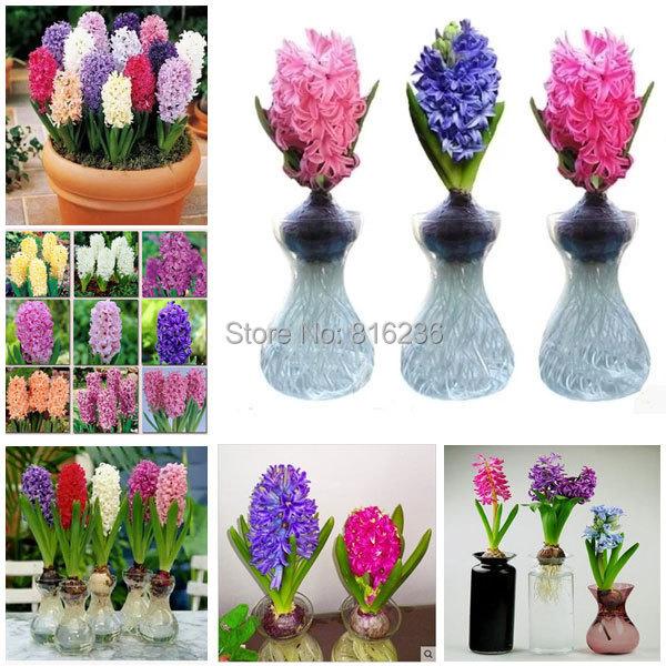 Hyacinth seeds Hyacinthus Orientalis Indoor green plants easy to grow 50 Hyacinthus seeds bag