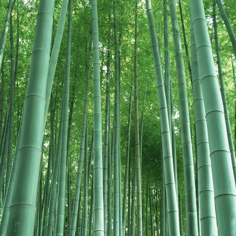 moso bambus kaufen