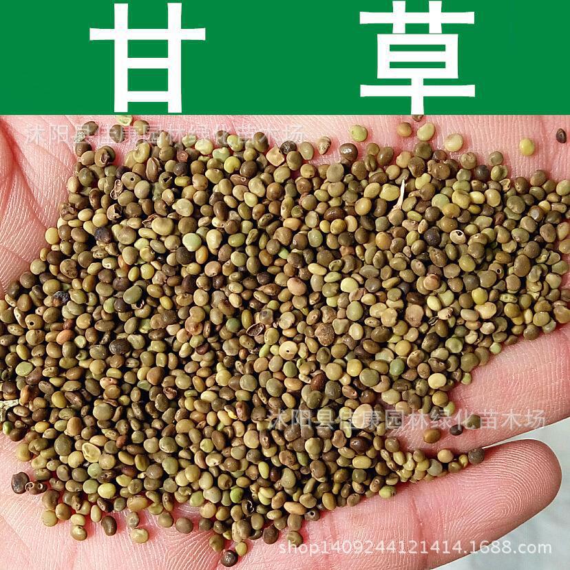 Herbseedfreshlycollectedseedsweetlicoricerootsredlicorice