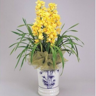 Orchid bonsai formaldehyde air purification seeds Phalaenopsis Orchids 50 seeds