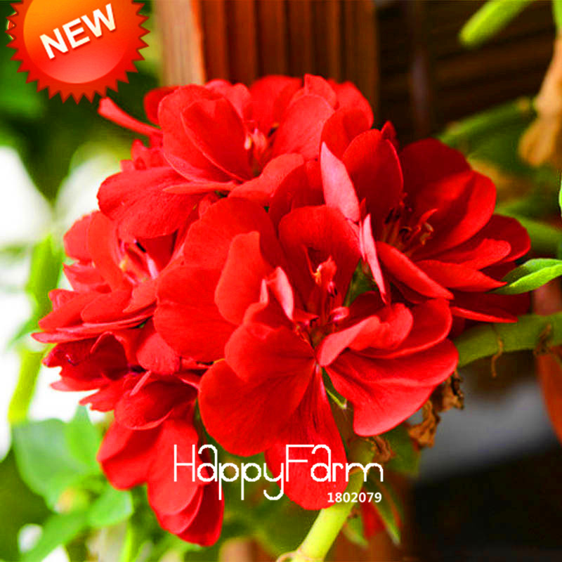 Rare Red Butterfly Geranium Seeds Flower Pelargonium Peltatum Indoor Rooms 30PCS