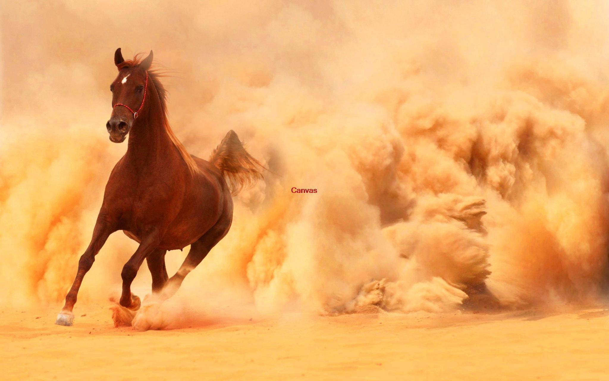 Online krijg goedkoop lopen paarden posters aliexpress.com ...