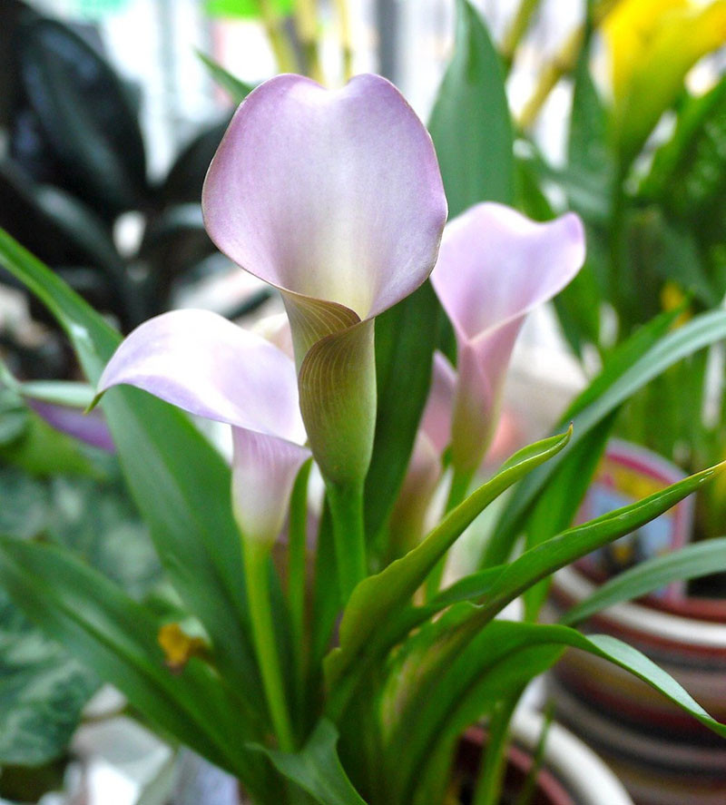 20 bulbs mixed colors calla lily ebay 20 bulbs mixed colors calla lily ebay