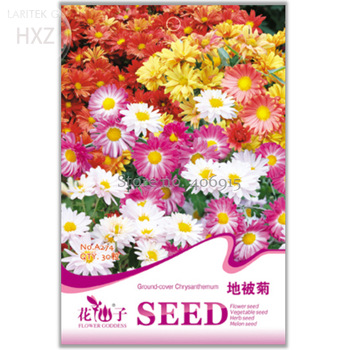 Flower Seeds Ground-cover Chrysanthemum Seeds, Original Package, 30 seeds, long flowering ornamental flowers easy to plant A274
