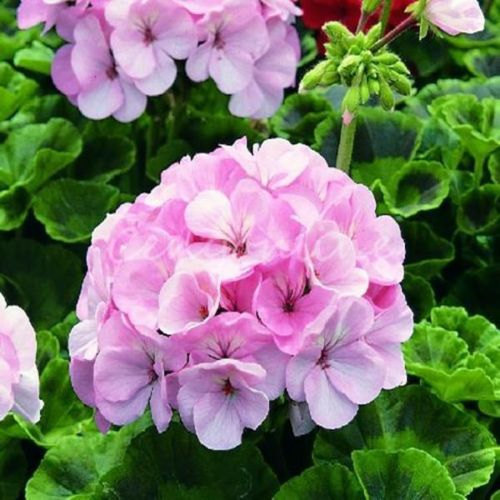 100pcs Geranium seeds potted balcony planting seasons Pelargonium potted sprouting 95 mixed color flower seeds Free