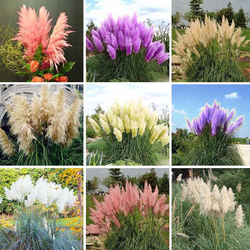 500 pcs Pampas herbe semences Patio et jardin en pot plantes ornementales nouvelles fleurs ( rose jaune blanc vio.