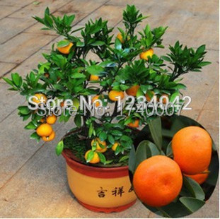 20PCS Climbing Orange Seeds Mini Potted Edible Fru...