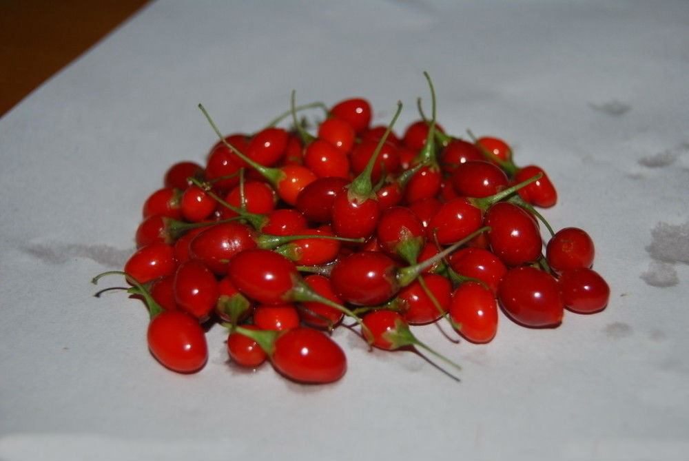 FREE SHIPPING Farm grown pure natural beauty nourishing blood tonifying kidney wolfberry Green food berries goji