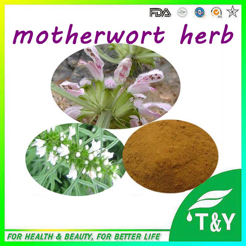 Motherwort Herb Extract/Herba Leonuri Extract/Motherwort Herb P.E.