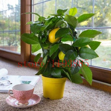 20 lemon bonsai fruit seeds Citrus limon Tree Seeds Fruit Garden Terrace Seed NO-GMO fruit and vegetable seeds for garden DIY