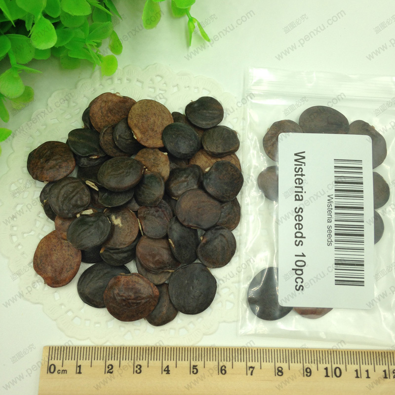 Wisteria seeds bonsai Wisteria sinensis tree 100 true seed in kind shooting 10 pcs bag